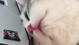 动物搏击会 第二季,激战升级,王者归来