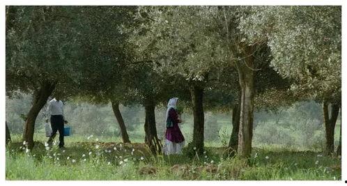 橄榄树下的情人,一段难忘的恋情