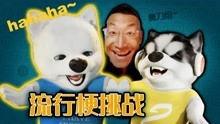 萨摩耶饱饱之爆笑挑战 第一季,欢乐逗趣，萌宠挑战笑翻天