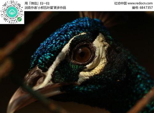 孔雀眼,探寻神秘色彩背后的传奇故事
