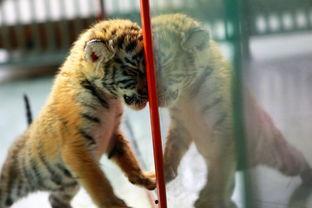 大猫小径,探寻自然奇观与生态奥秘的绿色之旅